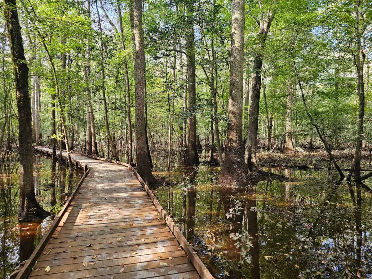 Boardwalk through the swamp in Congaree NP