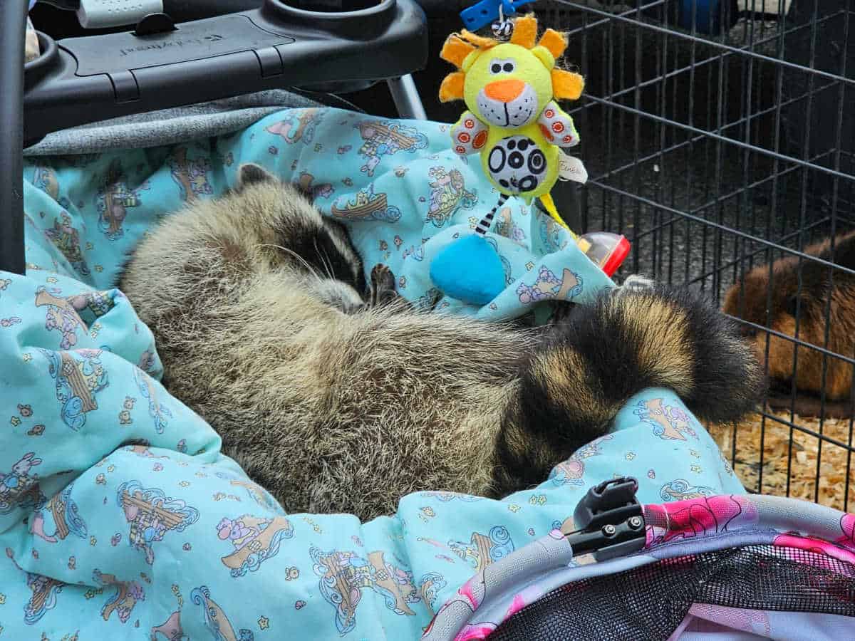 Raccoon sleeping in a baby carrier