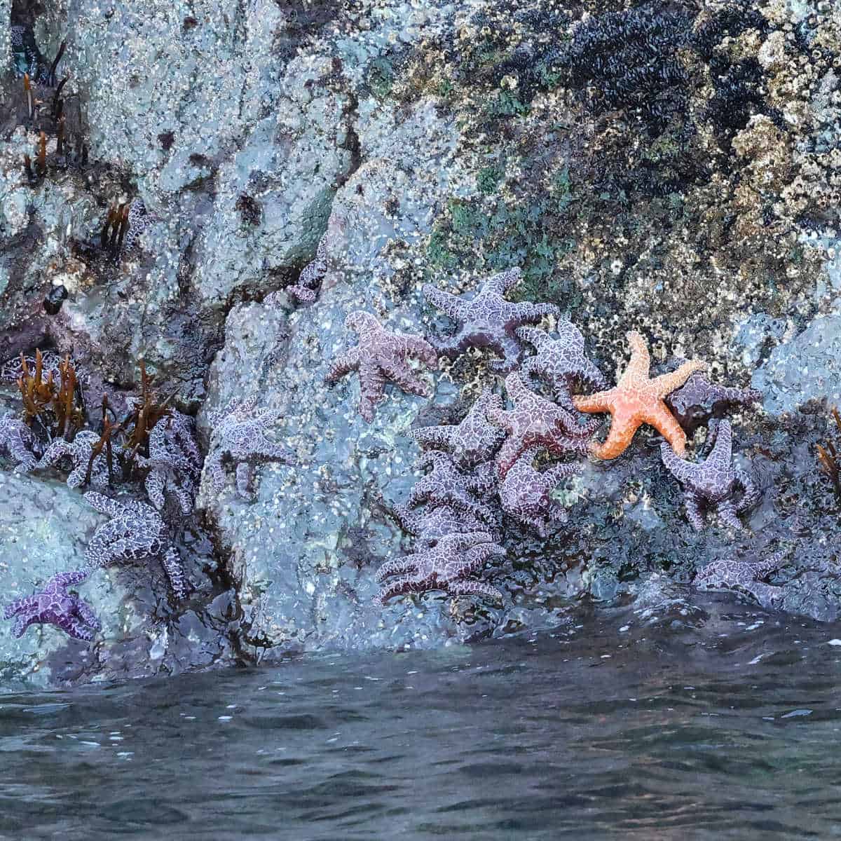 Starfish on Kenai Fjords Boat Tour