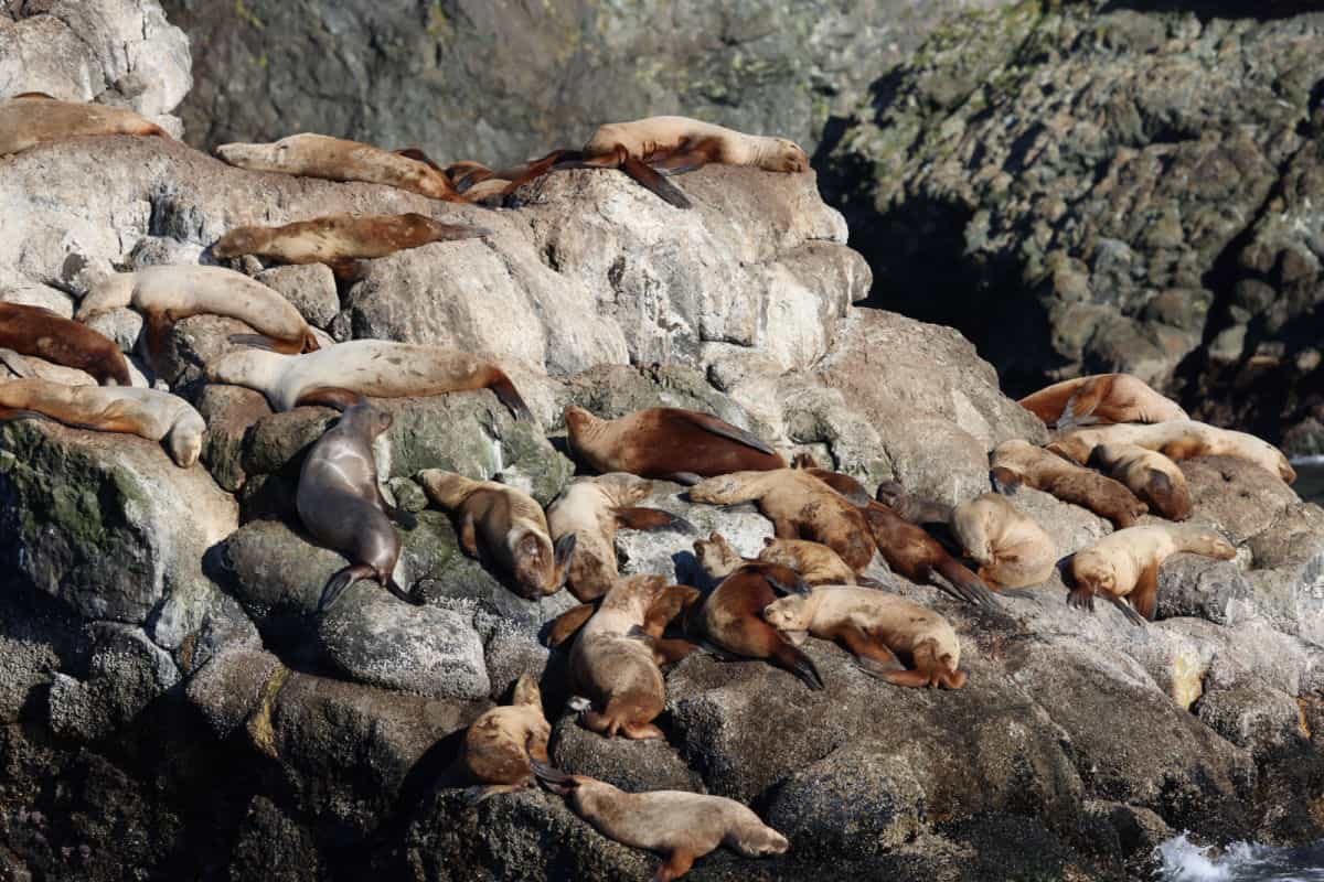 Stellar Sea Lions on Kenai Fjords Tour