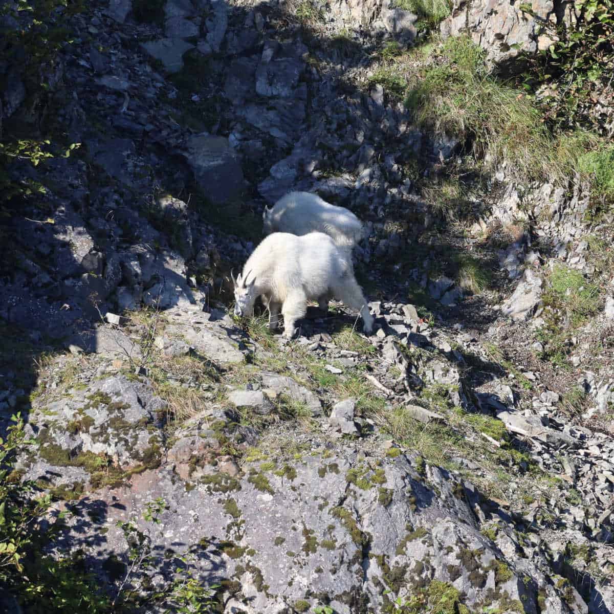 mountain goat on Kenai Fjords Tour