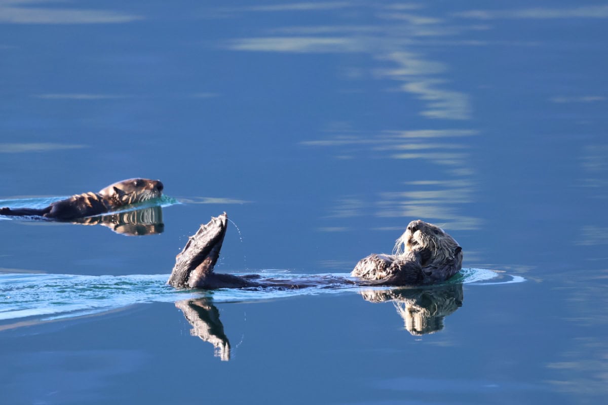 otter floating in Kenai Fjords National Park on Kenai Fjords Tours