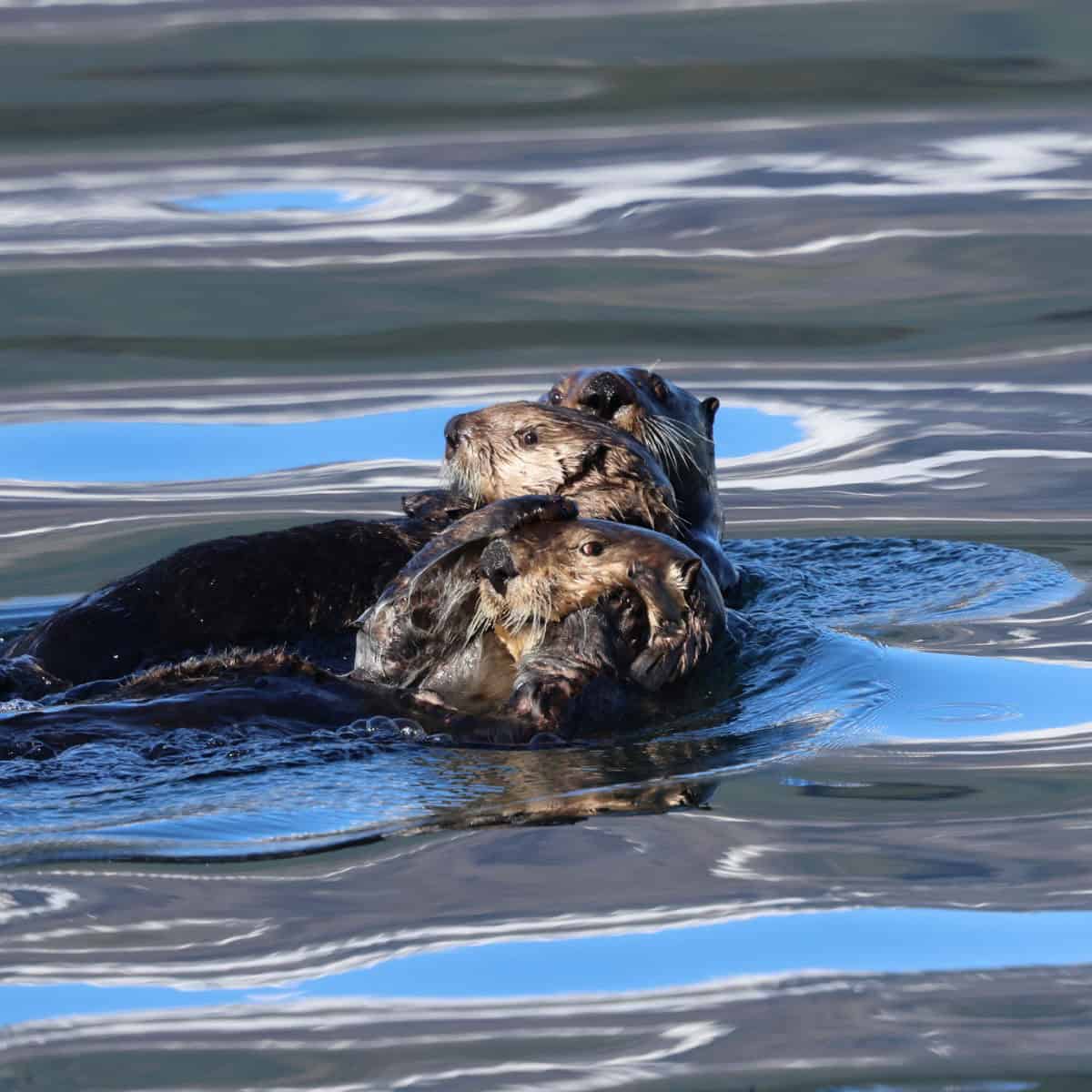 three otters posing on Kenai Fjords Tour