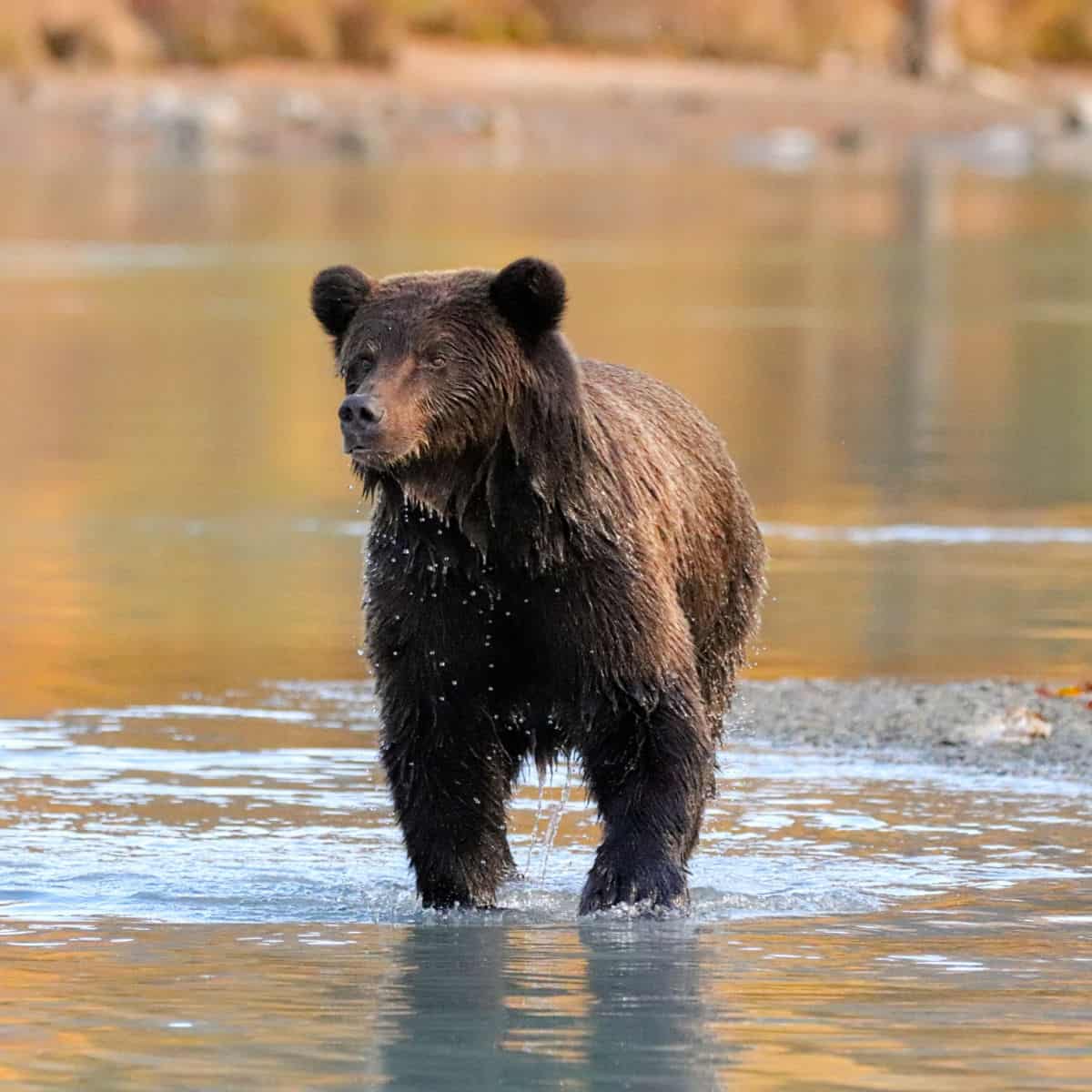 Bear in water at Lake Clark National Park by Rob Taylor from myalaskatrip.com