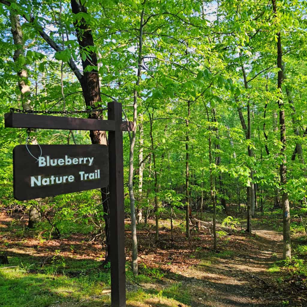 Blueberry Nature Trail Greenbelt Park Maryland