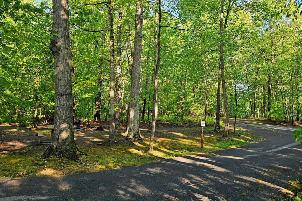 campsite #100 Greenbelt Park Campground