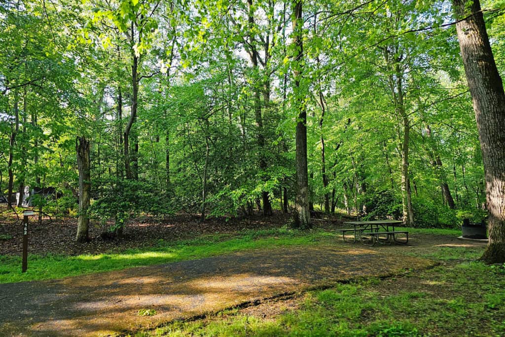 campsite #162 Greenbelt Park Campground