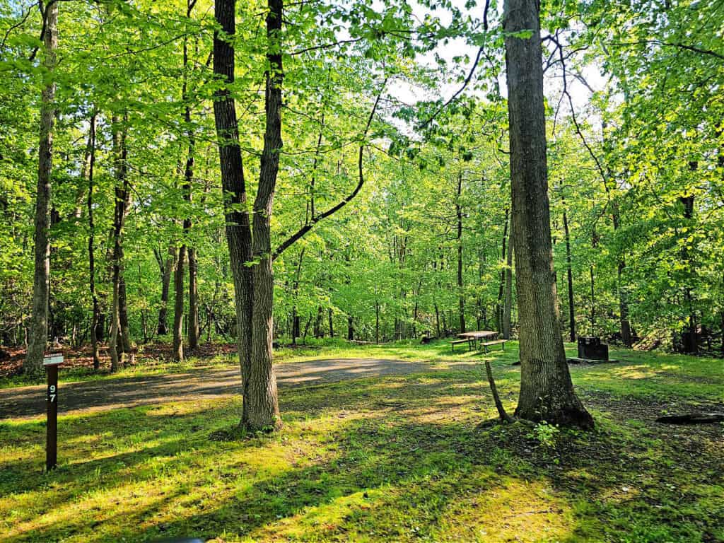 campsite #97 Greenbelt Park Campground