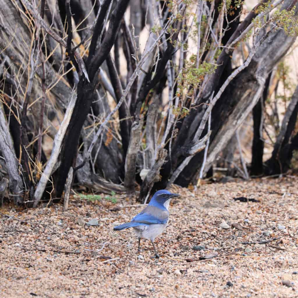 California Scrub-Jay at Joshua Tree National Park