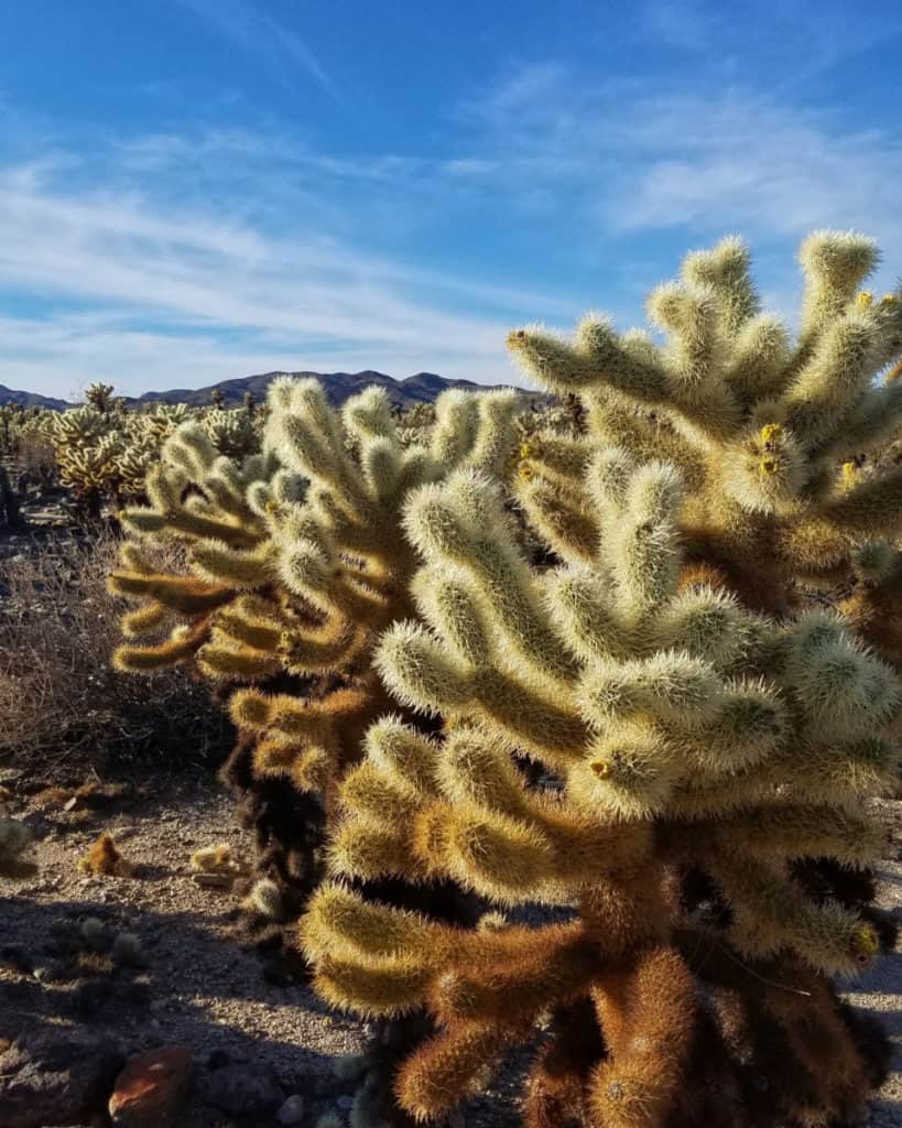 Cholla Cactus in the Cholla Cactus Garden Loop in Joshua Tree National Park