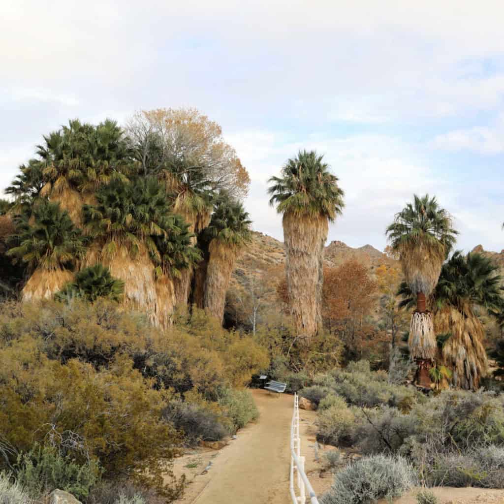 Cottonwood Spring Joshua Tree National Park