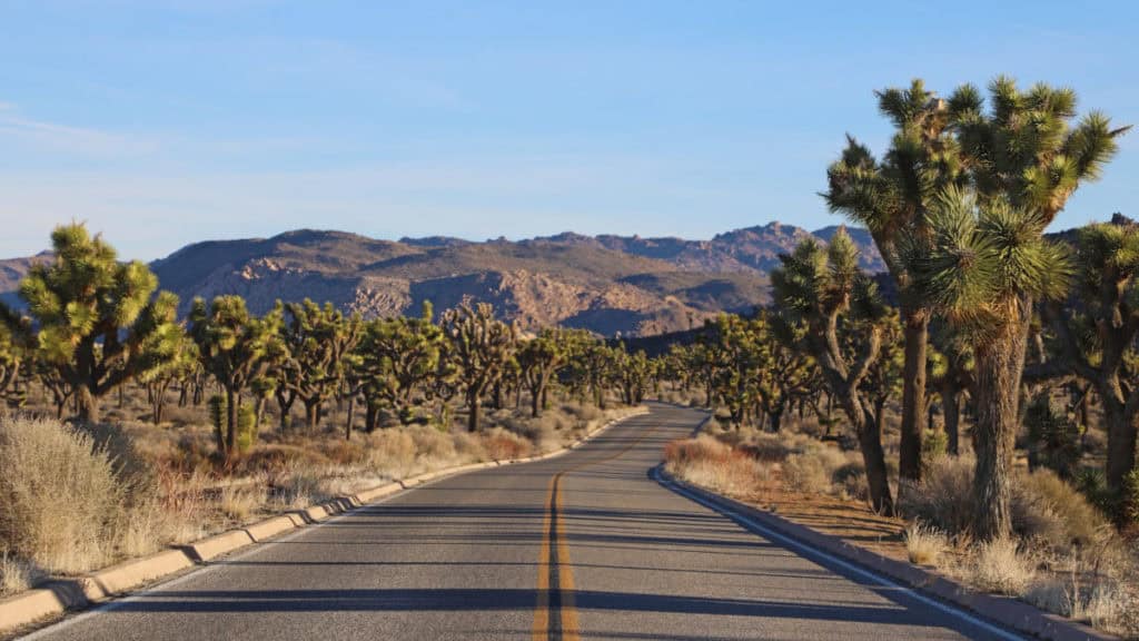 Driving through Joshua Tree National Park