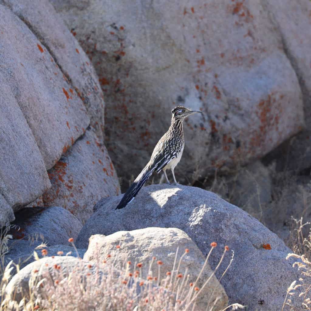 Greater Roadrunner at Joshua Tree National Park