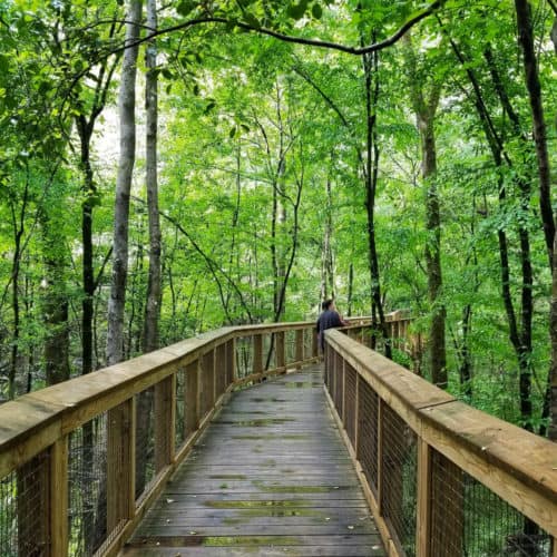 Hiking the Boardwalk Trail in Congaree National Park