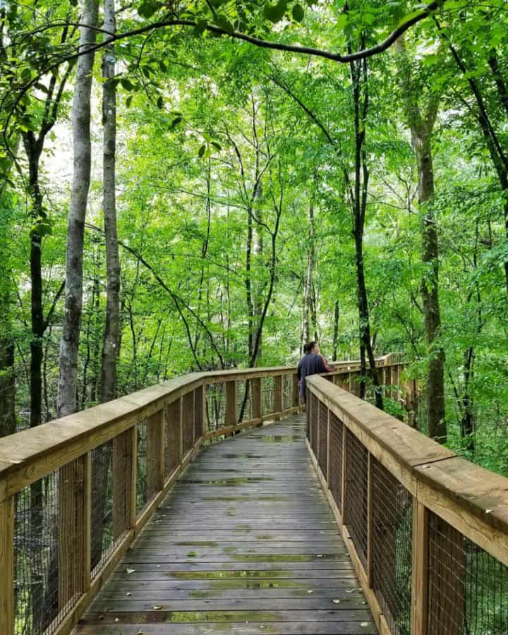 Hiking the Boardwalk Trail in Congaree National Park