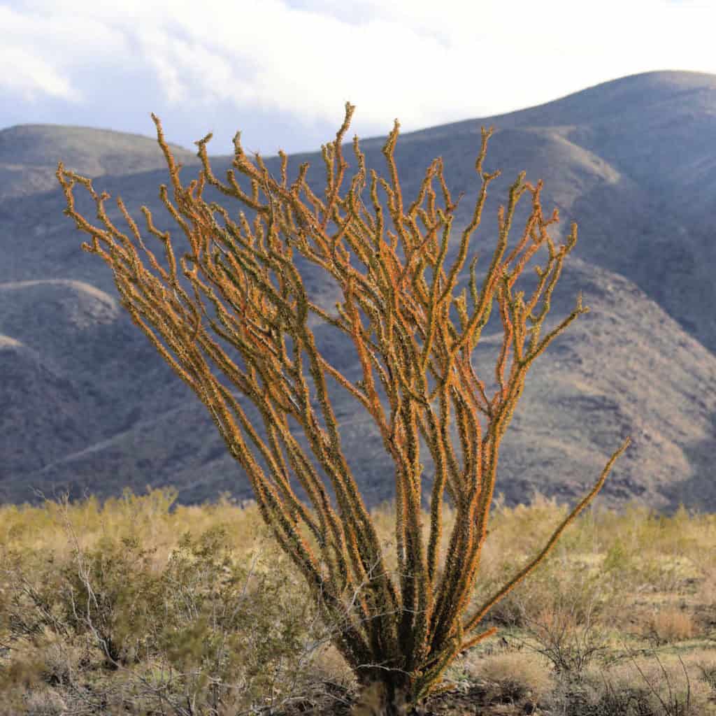 Ocotillo along the Bajada Nature Trail Joshua Tree National Park