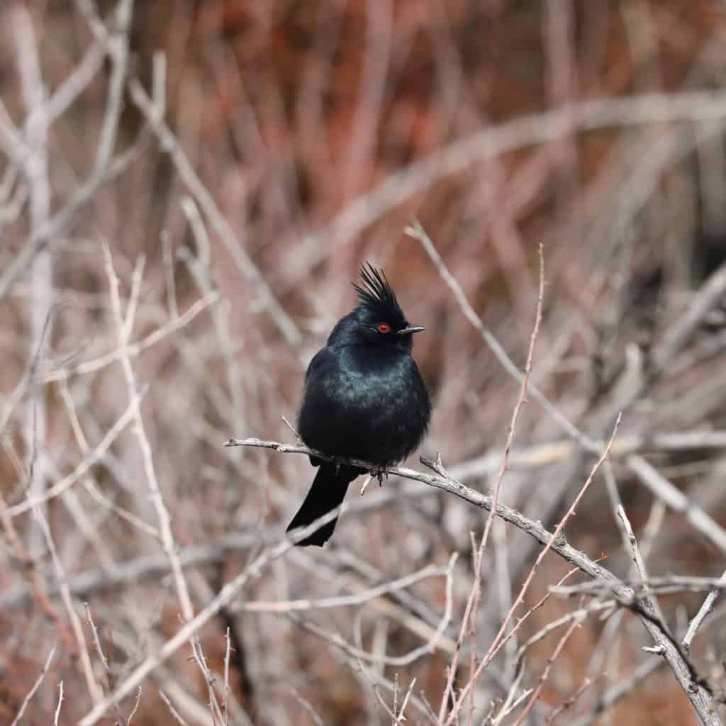 Phainopepla in Joshua Tree National Park