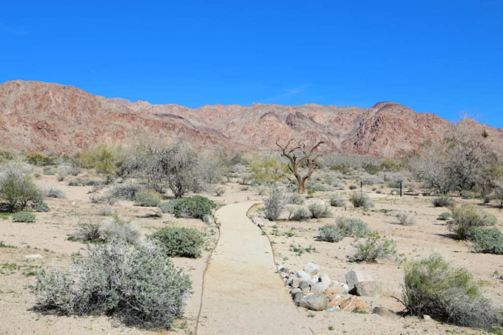 Sonoran Desert Joshua Tree National Park