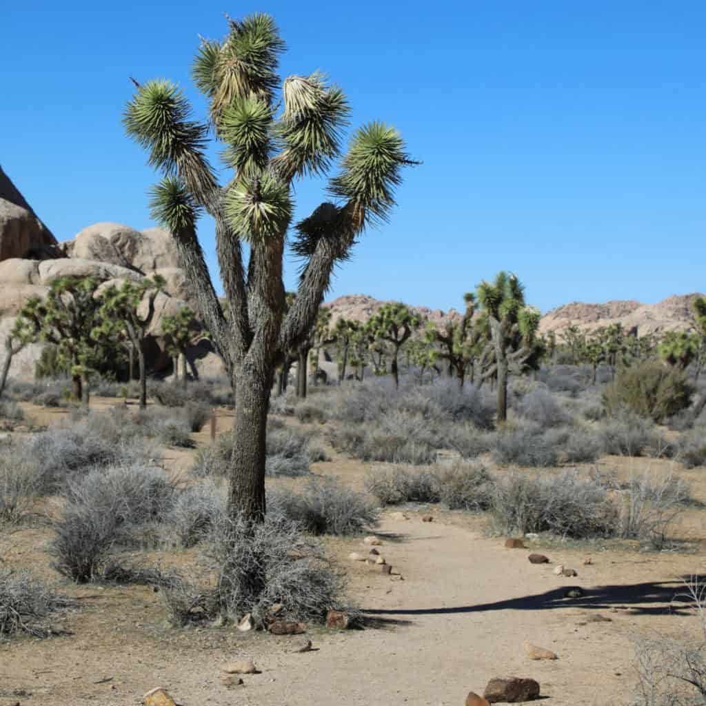 hiking amongst the Joshua Trees in Joshua Tree National Park