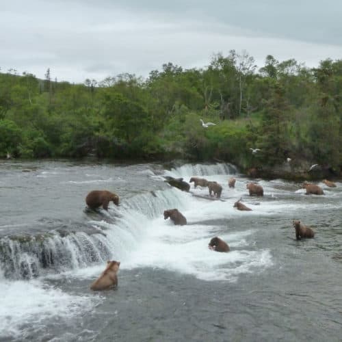 Bears at Brooks Falls Photo Credit NPS Michael Fitz