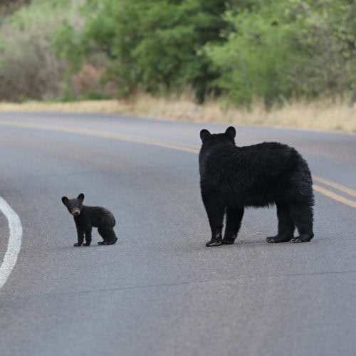 Bears in Big Bend National Park Texas USA