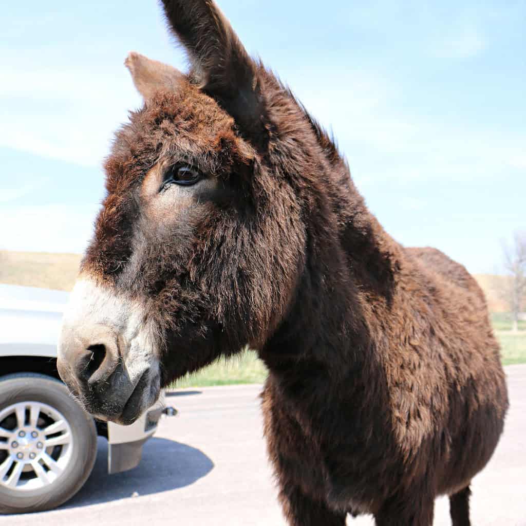 Begging Burro at Custer State Park