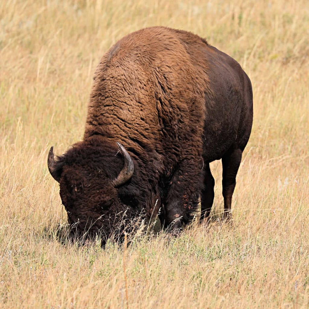 Bison on the Wildlife Loop Drive in Custer State Park