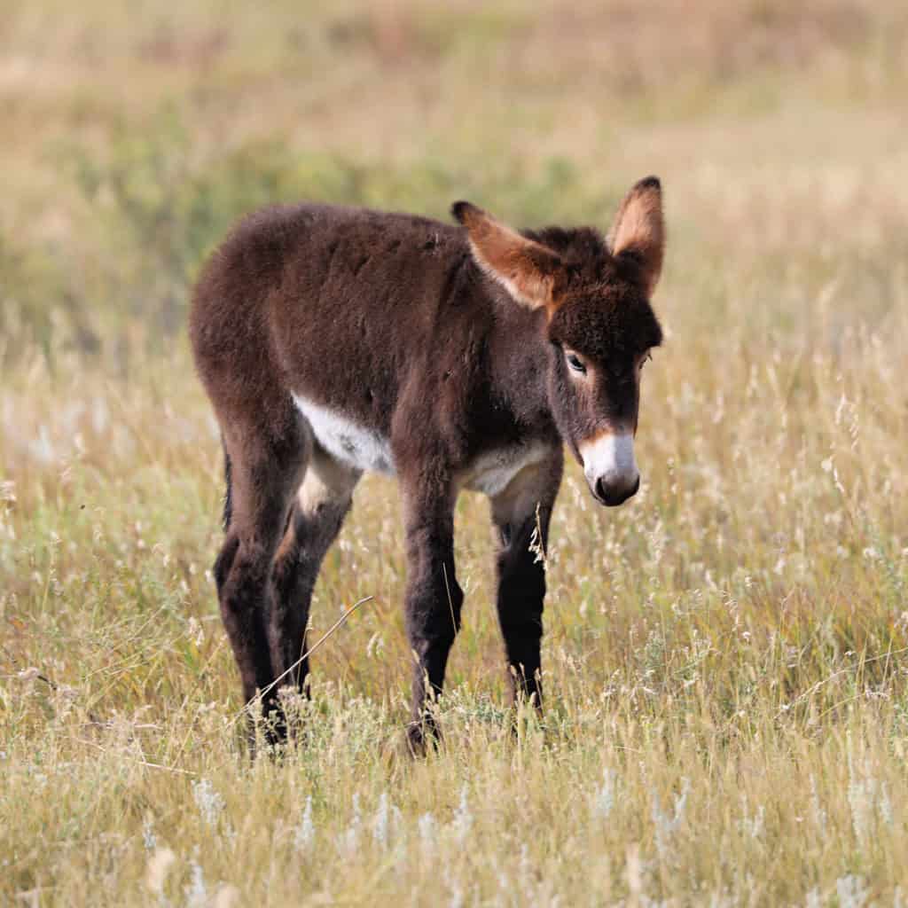 Burro at Custer State Park