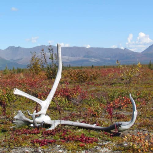 Caribou Antlers at Kobuk Valley National Park Photo Courtesy of NPS