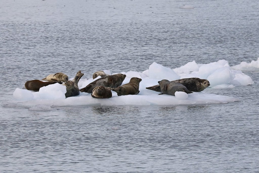 Harbor Seals in Kenai Fjords National Park