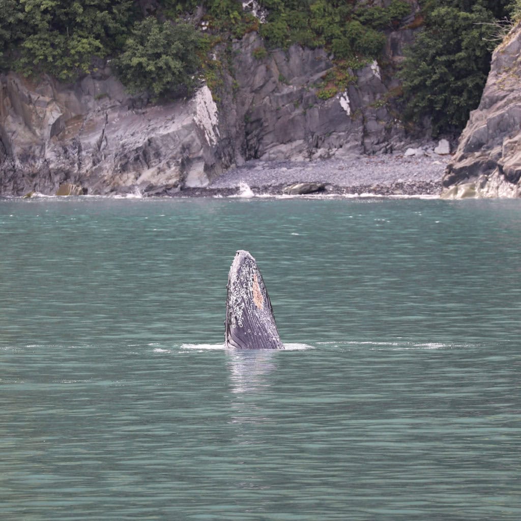 Humpback Whale Spy Hopping