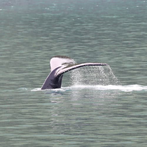 Humpback whale tail in Kenai Fjords National Park Alaska