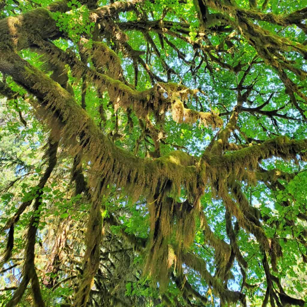 Mosss on trees on the Hall of Mosses Hike in the Hoh Rainforest in Olympic National Park