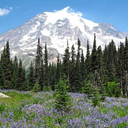 Mt Rainier with wildflowers in Washington USA