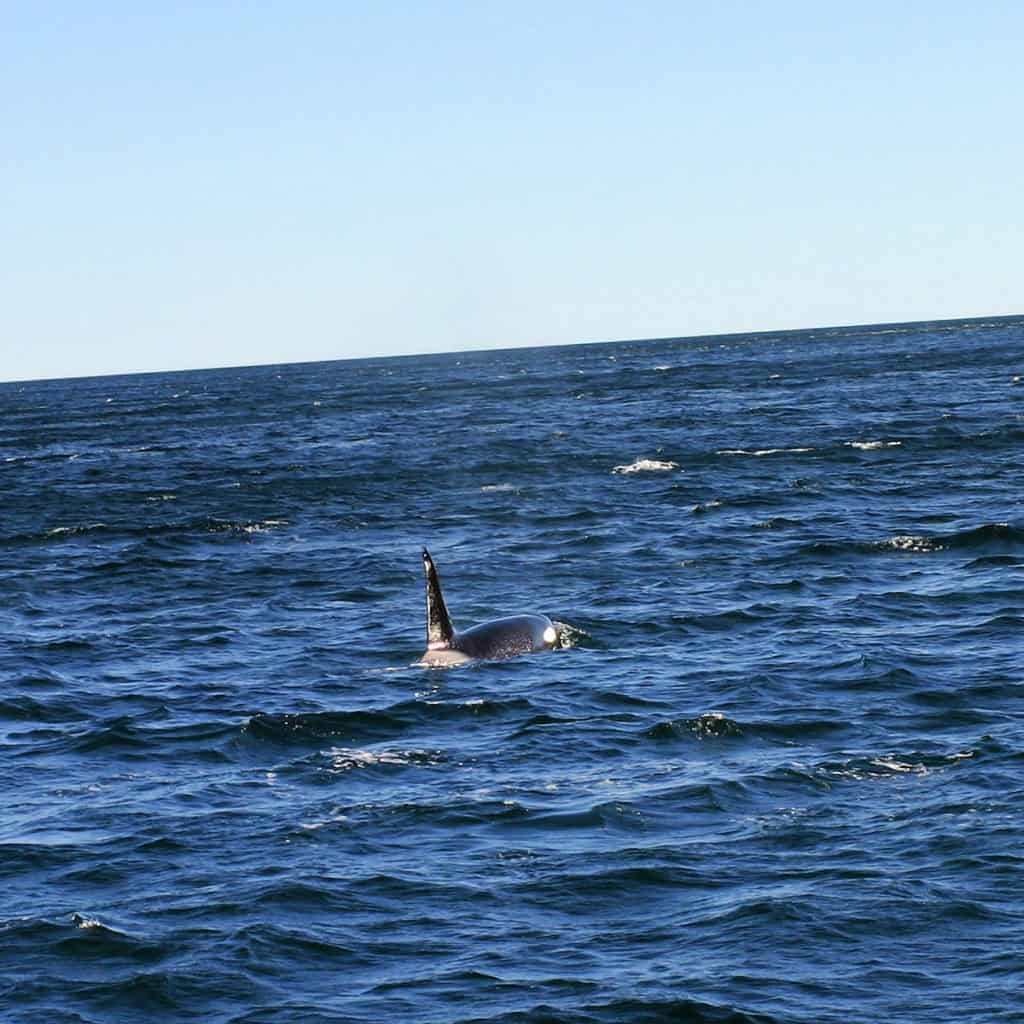 Orca Whale in Resurrection Bay near Seward Alaska on Kenai Fjords Cruise