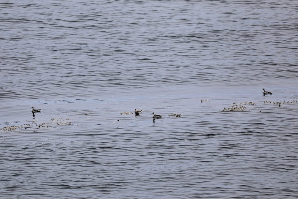 Red-necked Phalarope at Kenai Fjords National Park