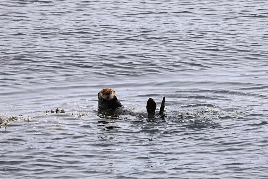 Sea Otter in Kenai Fjords National park