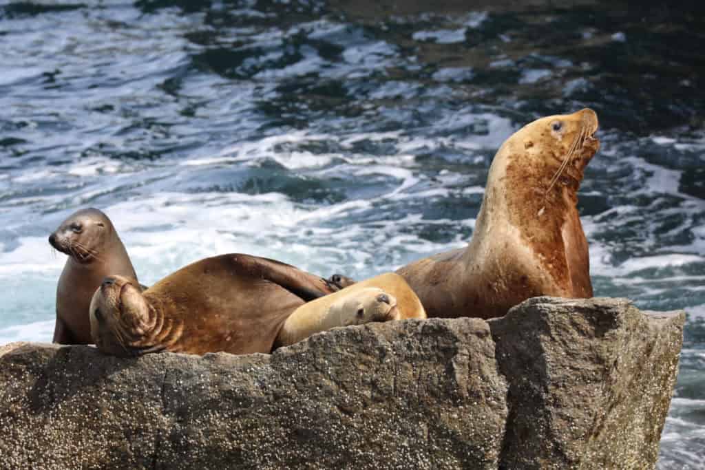 Stellar Sea Lions resting on a rock in Kenai Fjords National Park