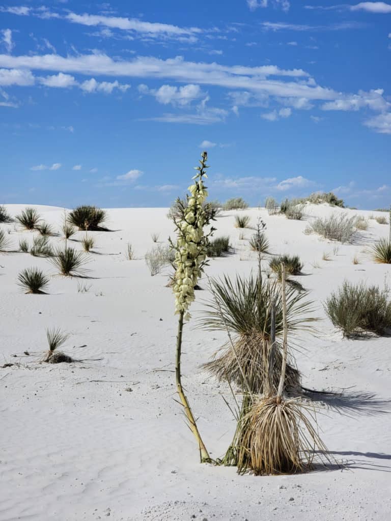 Yucca at White Sands National Park