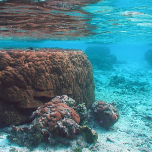 massive Porites American Samoa National Park photo courtesy of NPS